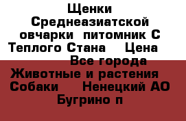 Щенки Среднеазиатской овчарки (питомник С Теплого Стана) › Цена ­ 20 000 - Все города Животные и растения » Собаки   . Ненецкий АО,Бугрино п.